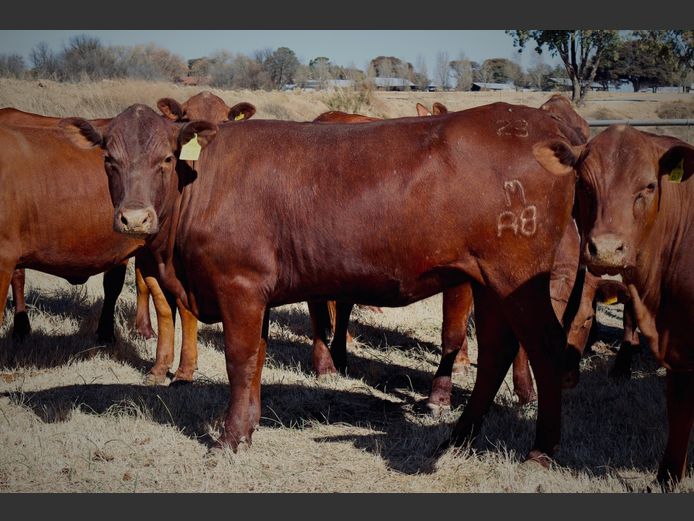 Commercial Animals | Nooitgedacht