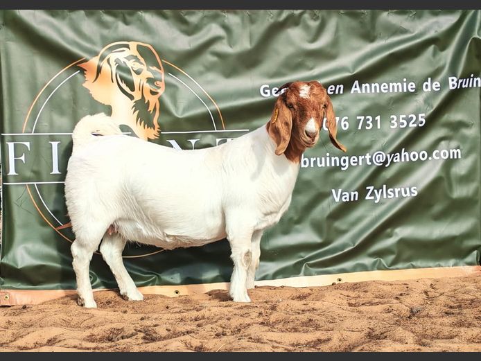 832250065 | A. DE BRUIN