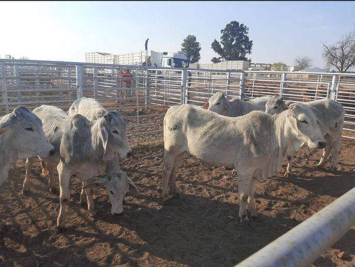 Open Heifers