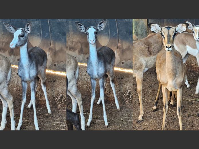 DAPPLES | WILLIE O’BRIAN