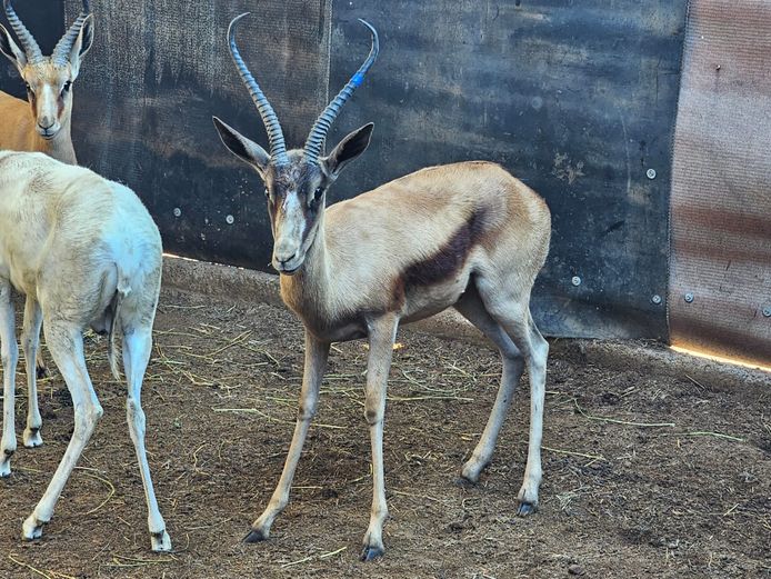 COPPER SPRINGBUCK | DH CILLIERS