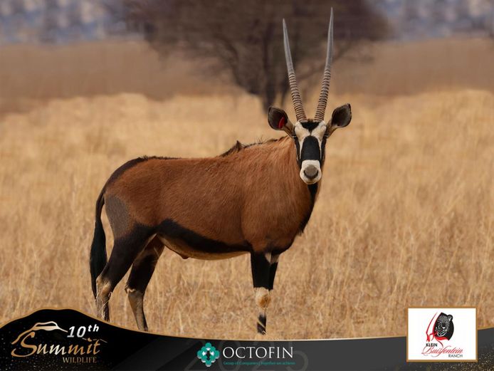32 1/8" Red Oryx Bull