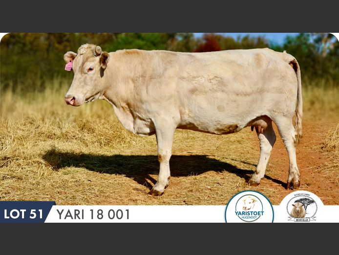 YARI180001 HH | YARI STUD