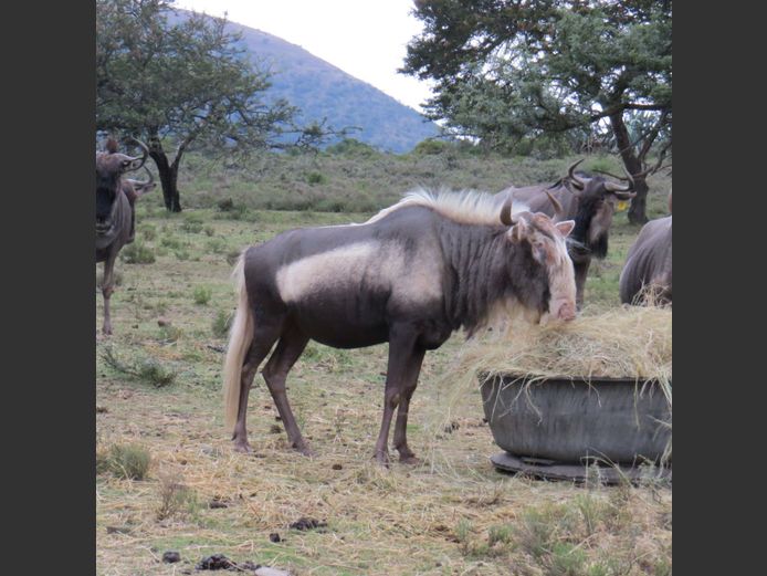 King Wildebeest Female | PJ Snyman