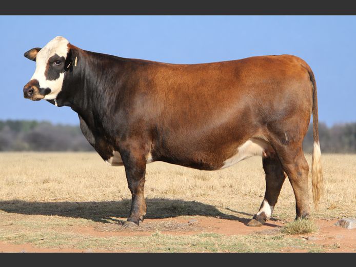 WWL23260 | WP LUBBE