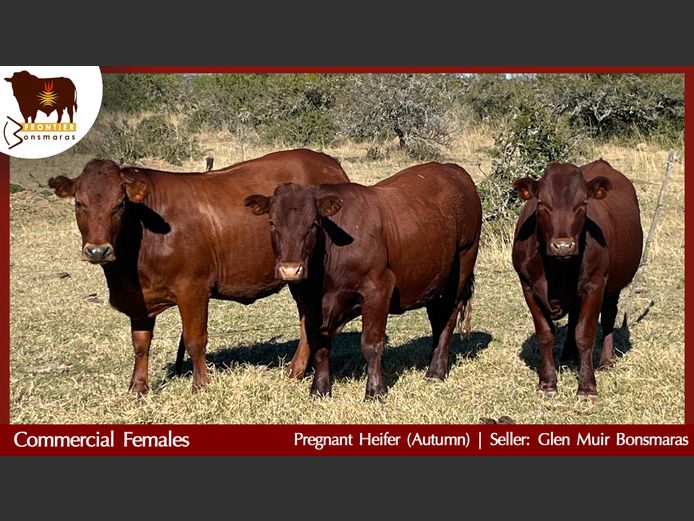 Commercial Animals | Glen Muir Bonsmaras