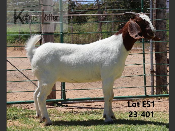 23401 | DuPreezkraal