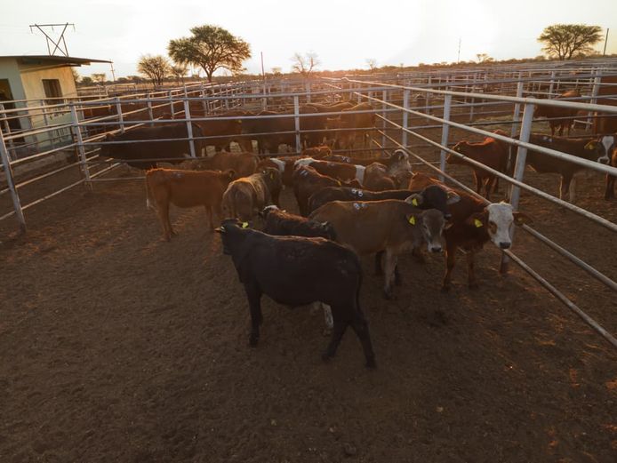 VAN NIEKERK PJ | DAIRY CATTLE 