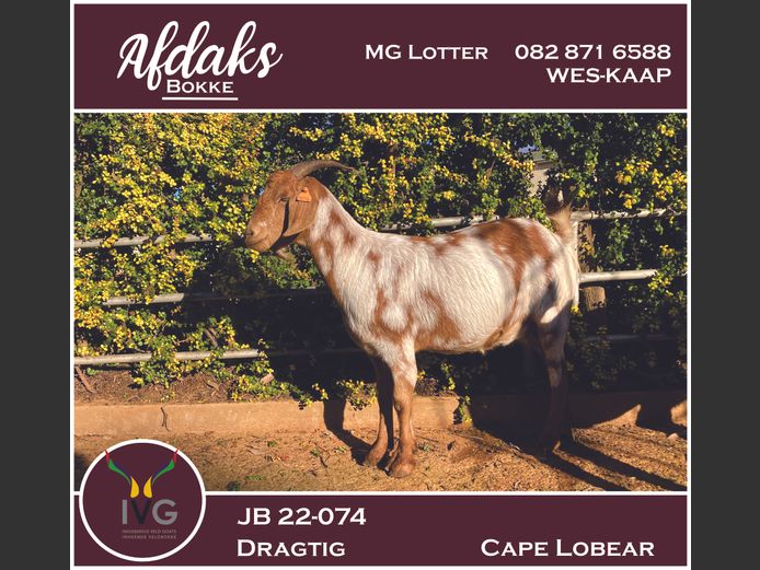 JB 22 - 074 | Afdaks Bokke, Mg Lotter -SA Goat Genetics