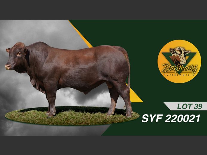 SYF220021 | SYFERFONTEIN BOERDERY