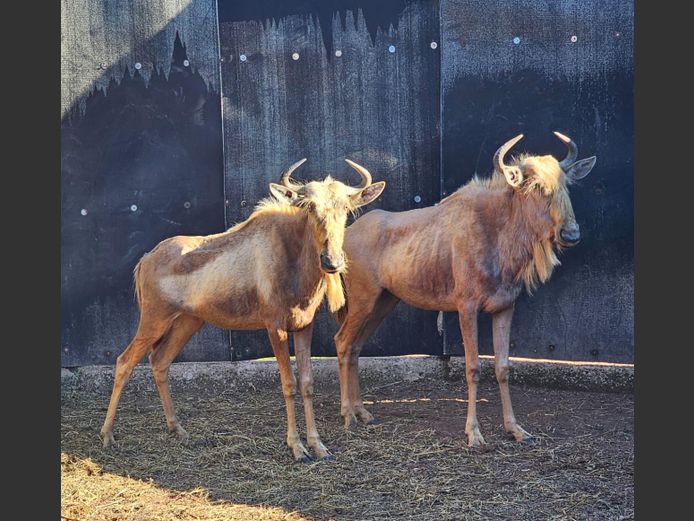 GOUE KONING WILDEBEES | RDB SAFARIS