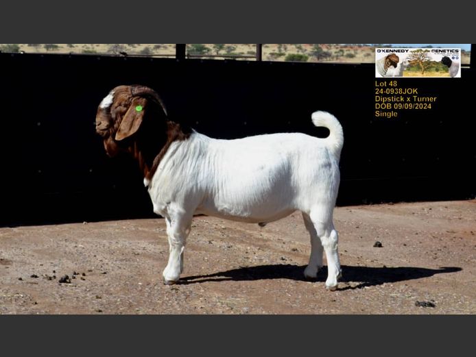 24-0938JOK | O'KENNEDY GENETICS