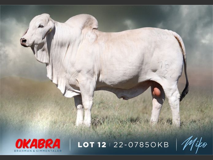 22-0785OKB | OKABRA BRAHMAN
