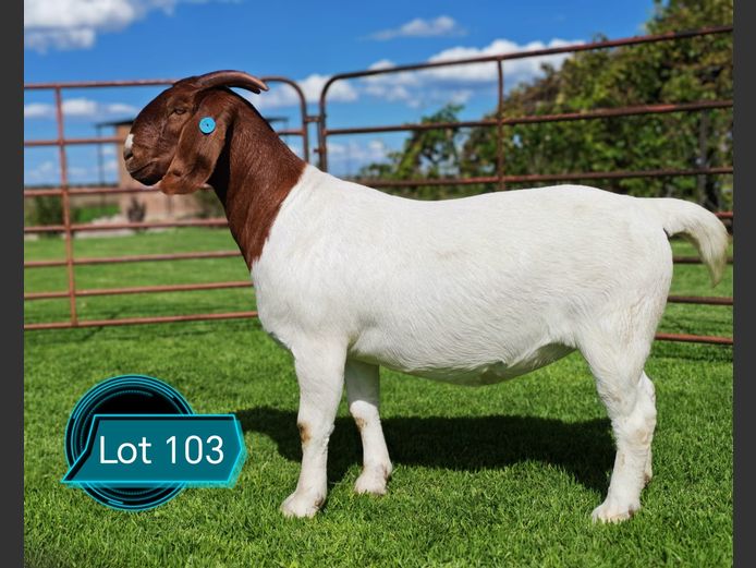 762240562 | Lukas Burger Boerbokstoet