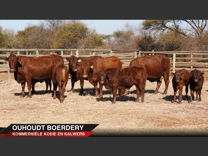 Commercial Animals | Ouhoudt Boerdery
- Settlers

