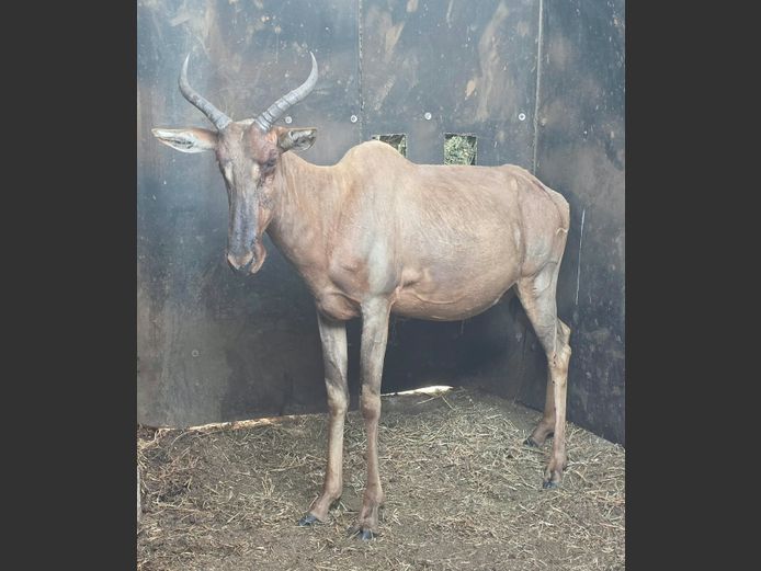 TSESSEBE | MORGAN FARMSTEAD