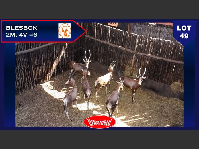 BLESBOK