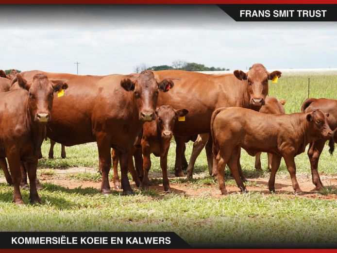 Commercial Animals | Frans Smit Trust