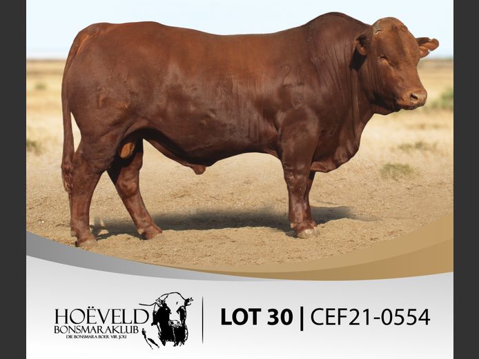 Vroulike Diere | Chris Oosthuizen / W+C Beefmasters