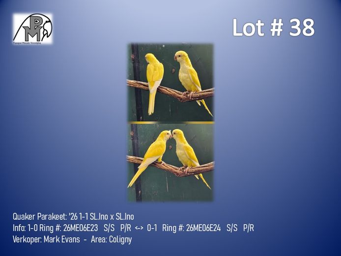 1-1 '26 Quaker Parakeet: SL.Ino x SL.Ino - Mark Evans