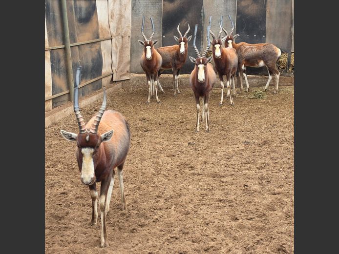 BLESBOK | LEBENKELE