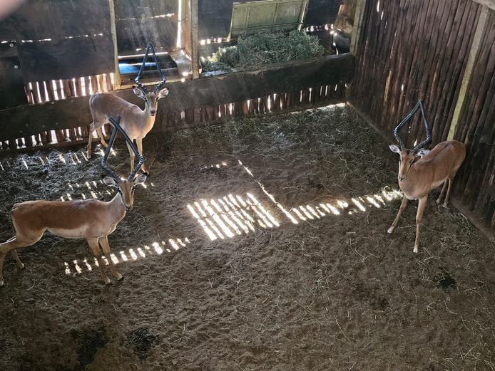 IMPALA | KOLOBE WILDLIFE