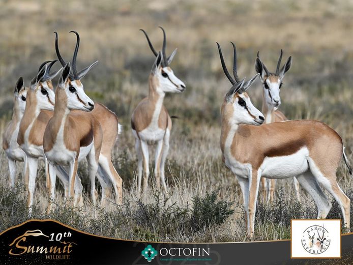 12"+ Springbok Ewes running with 19-20"+ Rams	