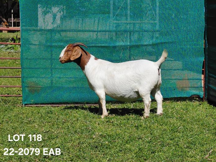 22-2079EAB | EAB van Niekerk