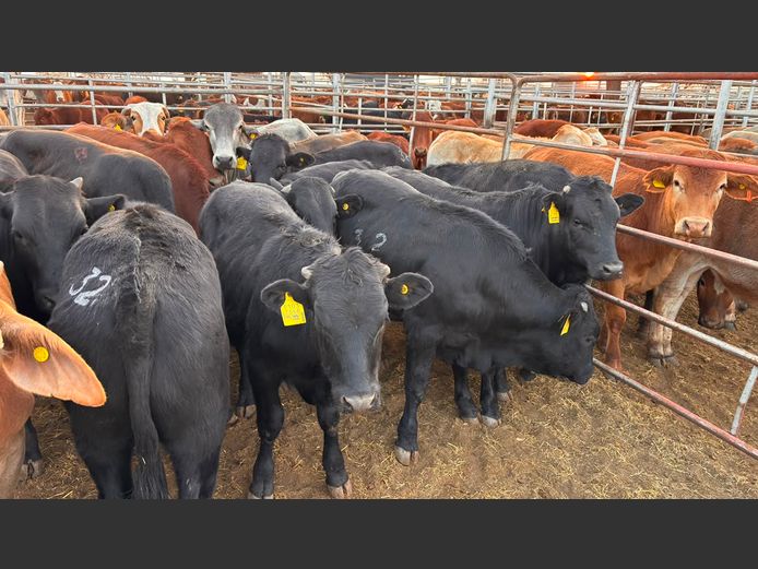 AGRA OTJIWARONGO WEANER AUCTION