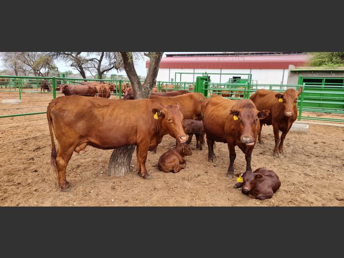 Commercial Females  - TKB Bonsmaras