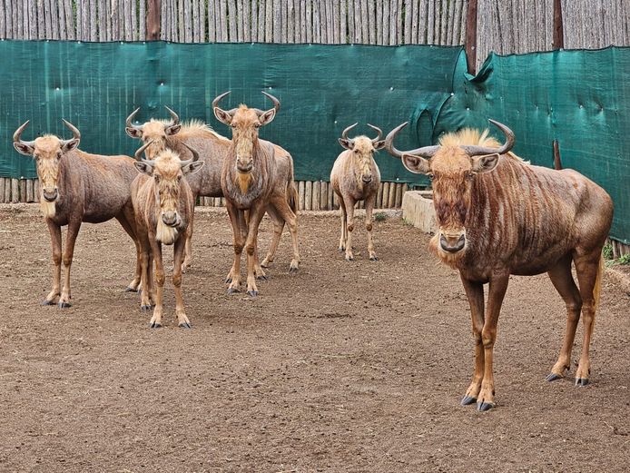 GOUE WILDEBEES | RDB SAFARIS