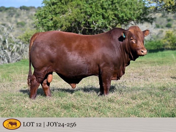 JOY240256 | FETTING LIVESTOCK TRUST
