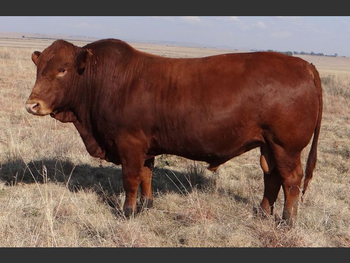 CCW 230067 PP(c) | C. CILLIERS