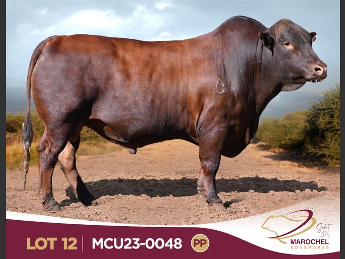 MCU230048 PP(c)