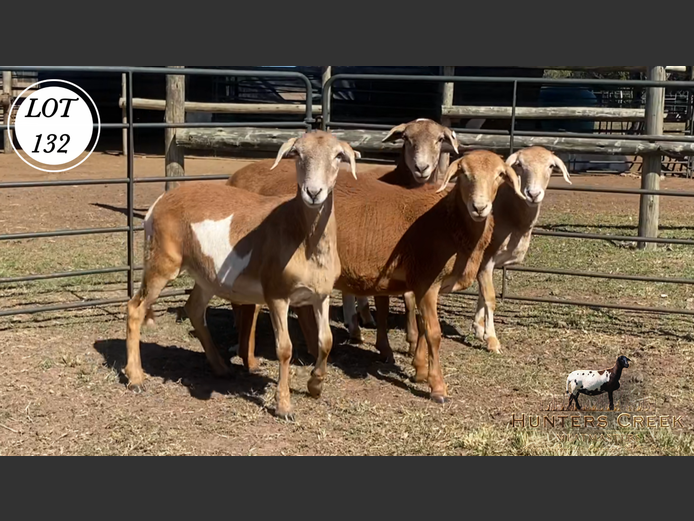 Ewes | Hunters Greek Meatmaster
