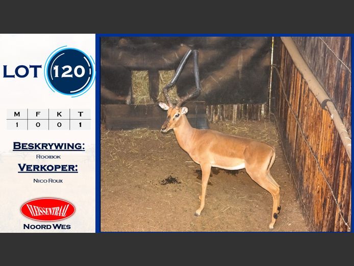 Rooibokke