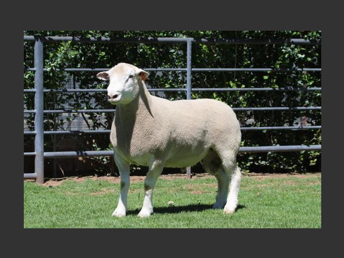 DZ 240059 | 2 STEYNS BOERDERY