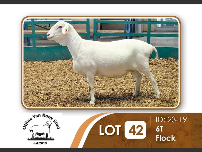 23-019 | BILLY KAZONGANGA 