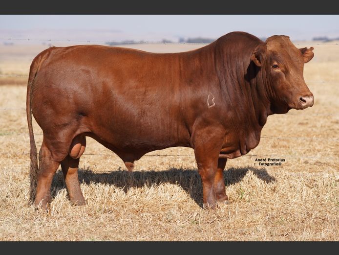 AG220166