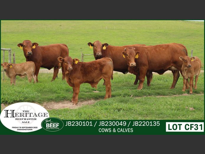 Commercial Animals | Just Beef