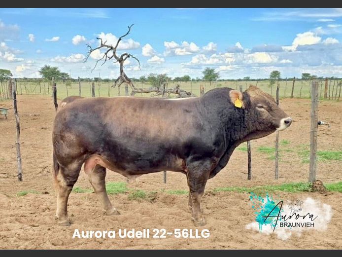 22-0056LLG | AURORA BRAUNVIEH STOET