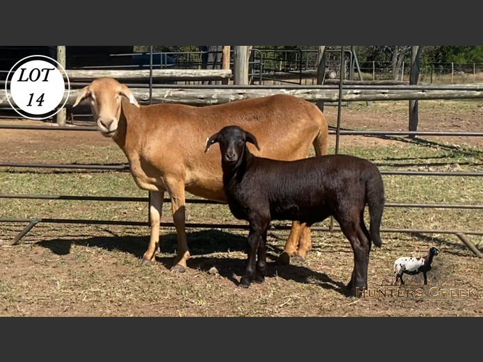Ewe | Hunters Greek Meatmaster