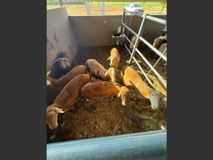 MEATMASTER | LOUMA BOERDERY