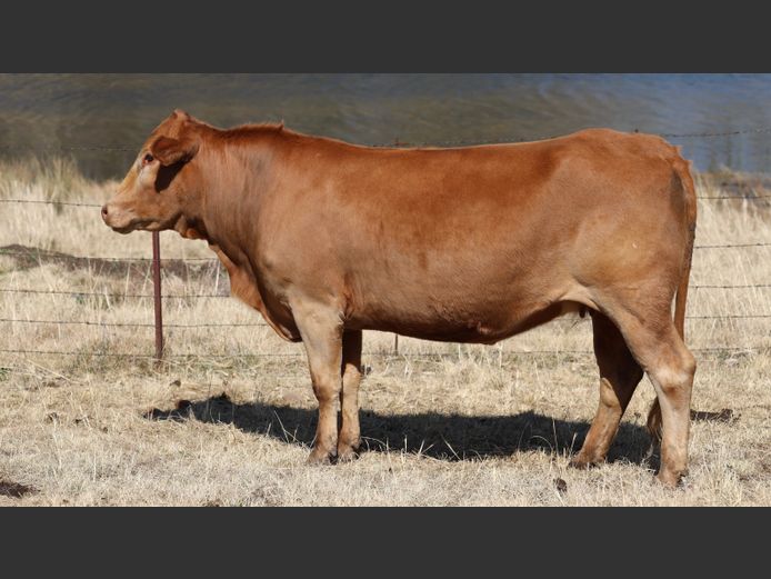 HBH 200049 | CLARK CATTLE COMPANY PTY LTD