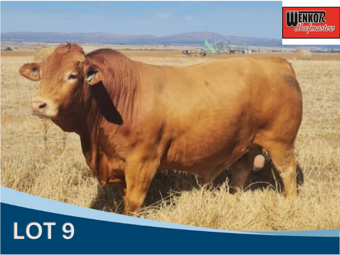 VPK 210120 | WENKOR BEEFMASTERS