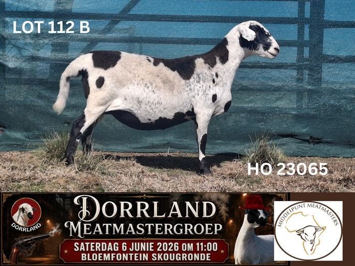 HO 23065 | Middelpunt Meatmasters