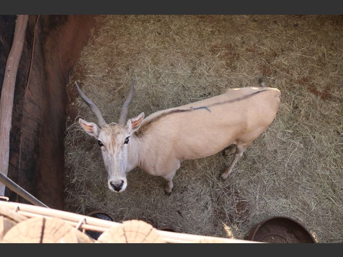 Eland