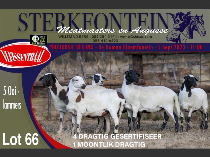 Ewes | Sterkfontein Meatmasters