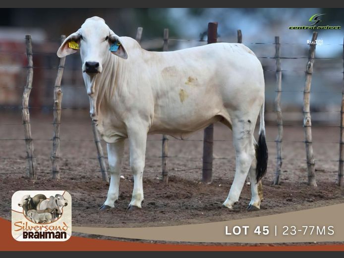 23-0077MS | SILVERSAND BRAHMAN
