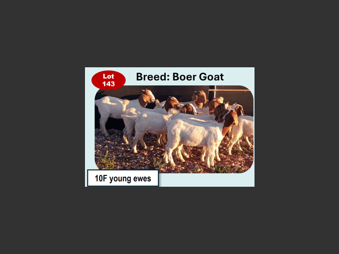 BOER GOATS | ANNUAL MYTILUS AND ELOFF